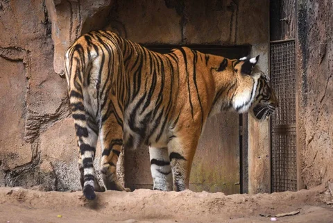 Seekor harimau Benggala bernama Jelita terlihat di kandangnya di Kebun Binatang Bandung di Bandung, Jawa Barat, Kamis (26/03/2026).