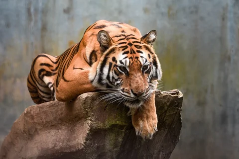 Seekor harimau Benggala bernama Jelita terlihat di kandangnya di Kebun Binatang Bandung di Bandung, Jawa Barat, Kamis (26/03/2026).