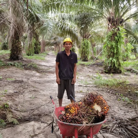 hilirisasi kelapa sawit