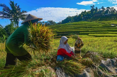 Anak-anak membantu ibunya memanen padi jenis Ciherang di Terasering Cisalada, Bogor, Minggu (12/04/2006).