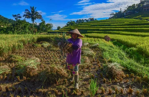 Anak-anak membantu ibunya memanen padi jenis Ciherang di Terasering Cisalada, Bogor, Minggu (12/04/2006).