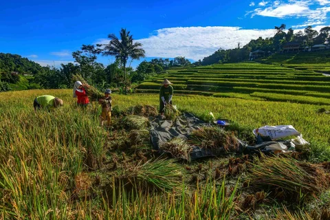 Petani memanen padi jenis Ciherang di Terasering Cisalada, Bogor, Minggu (12/04/2006).