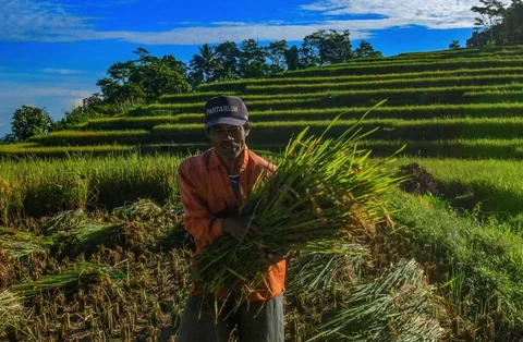 Petani memanen padi jenis Ciherang di Terasering Cisalada, Bogor, Minggu (12/04/2006).