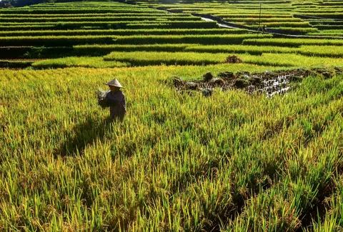 Petani memanen padi jenis Ciherang di Terasering Cisalada, Bogor, Minggu (12/04/2006).