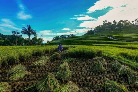 Petani memanen padi jenis Ciherang di Terasering Cisalada, Bogor, Minggu (12/04/2006).
