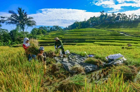 Anak-anak membantu ibunya memanen padi jenis Ciherang di Terasering Cisalada, Bogor, Minggu (12/04/2006). Harga gabah kering di Tingkat petani saat ini naik menjadi Rp 8000/kg dari harga sebelumnya Rp 6800/ kg.