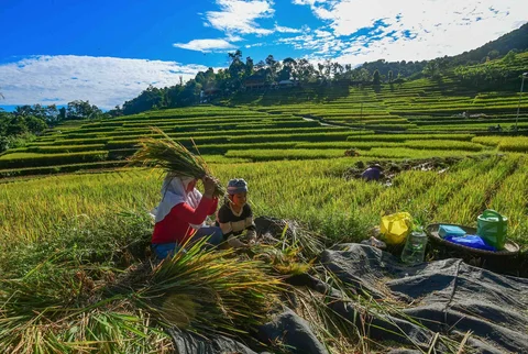 Anak-anak membantu ibunya memanen padi jenis Ciherang di Terasering Cisalada, Bogor, Minggu (12/04/2006).