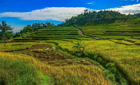 Petani  memanen padi jenis Ciherang di Terasering Cisalada, Bogor, Minggu (12/04/2006).
