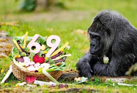 Fatou, gorila tertua di kebun binatang Berlin dan juga diyakini sebagai gorila tertua di dunia, makan sayuran untuk merayakan ulang tahunnya yang ke-69 di Berlin, Jerman, Senin (13/04/2026).