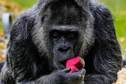 Fatou, gorila tertua di kebun binatang Berlin dan juga diyakini sebagai gorila tertua di dunia, makan buah untuk merayakan ulang tahunnya yang ke-69 di Berlin, Jerman, Senin (13/04/2026).