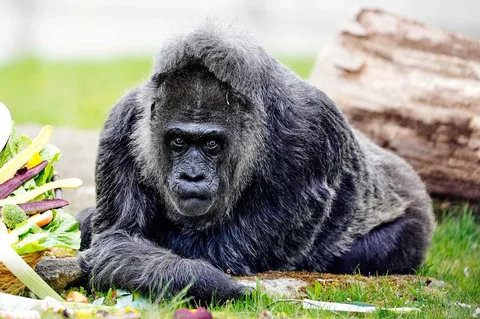 Fatou, gorila tertua di kebun binatang Berlin dan juga diyakini sebagai gorila tertua di dunia saat  merayakan ulang tahunnya yang ke-69 di Berlin, Jerman, Senin (13/04/2026).