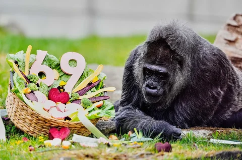 Fatou, gorila tertua di kebun binatang Berlin dan juga diyakini sebagai gorila tertua di dunia, makan sayuran untuk merayakan ulang tahunnya yang ke-69 di Berlin, Jerman, Senin (13/04/2026).