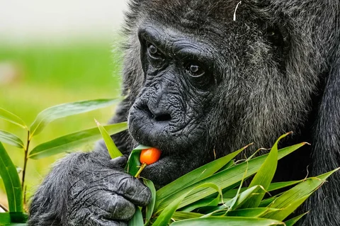 Fatou, gorila tertua di kebun binatang Berlin dan juga diyakini sebagai gorila tertua di dunia saat  merayakan ulang tahunnya yang ke-69 di Berlin, Jerman, Senin (13/04/2026).