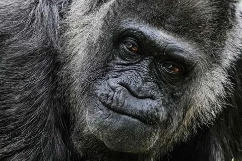 Fatou, gorila tertua di kebun binatang Berlin dan juga diyakini sebagai gorila tertua di dunia saat  merayakan ulang tahunnya yang ke-69 di Berlin, Jerman, Senin (13/04/2026).
