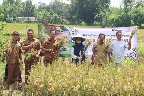 Menengok Proyek Pengembangan Beras Sehat, Program Jasindo untuk Dukung Ketahana Pangan