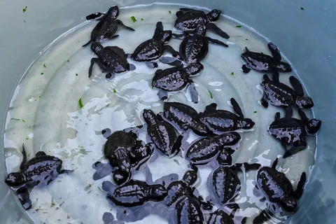 Anak penyu (tukik) jenis lekang (Lepidochelys olivacea) hasil penetasan di lembaga peduli lingkungan Yayasan Sadakata Lestari dilepasliarkan di pantai wisata Alue Naga, Banda Aceh, Aceh, Selasa (14/4/2026).