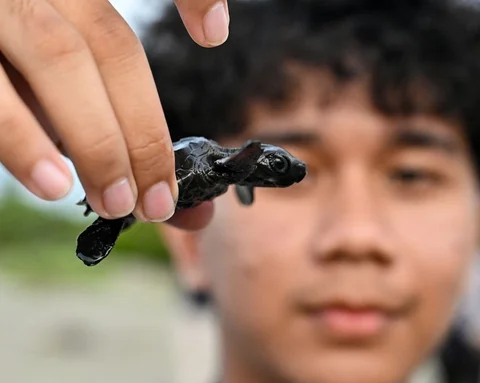 Seorang anak melepasliarkan anak penyu (tukik) jenis lekang (Lepidochelys olivacea) hasil penetasan di lembaga peduli lingkungan Yayasan Sadakata Lestari, di pantai wisata Alue Naga, Banda Aceh, Aceh, Selasa (14/4/2026).
