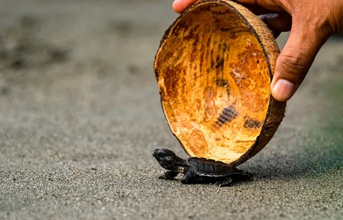 Anak penyu (tukik) jenis lekang (Lepidochelys olivacea) hasil penetasan di lembaga peduli lingkungan Yayasan Sadakata Lestari dilepasliarkan di pantai wisata Alue Naga, Banda Aceh, Aceh, Selasa (14/4/2026).