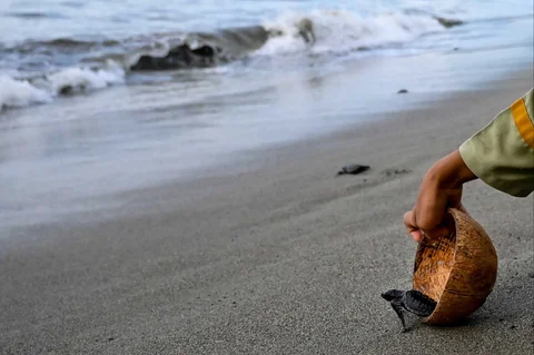 Anak penyu (tukik) jenis lekang (Lepidochelys olivacea) hasil penetasan di lembaga peduli lingkungan Yayasan Sadakata Lestari dilepasliarkan di pantai wisata Alue Naga, Banda Aceh, Aceh, Selasa (14/4/2026).