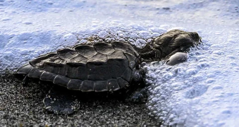 Anak penyu (tukik) jenis lekang (Lepidochelys olivacea) hasil penetasan di lembaga peduli lingkungan Yayasan Sadakata Lestari dilepasliarkan di pantai wisata Alue Naga, Banda Aceh, Aceh, Selasa (14/4/2026).