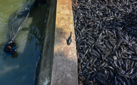 Petugas Sudin Ketahanan Pangan, Kelautan dan Pertanian Jakarta Selatan menangkap ikan sapu-sapu di kawasan Setu Babakan, Jakarta Selatan, Jumat (17/04/2026).