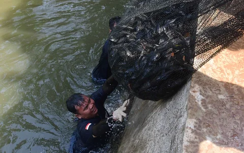 Petugas Sudin Ketahanan Pangan, Kelautan dan Pertanian Jakarta Selatan menangkap ikan sapu-sapu di kawasan Setu Babakan, Jakarta Selatan, Jumat (17/04/2026).