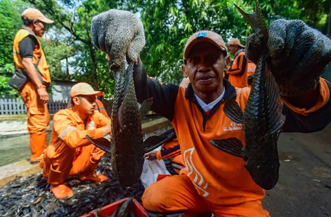 Petugas Penanganan Prasarana dan Sarana Umum (PPSU)  menunjukkan  ikan sapu-sapu di kawasan Setu Babakan, Jakarta Selatan, Jumat (17/04/2026