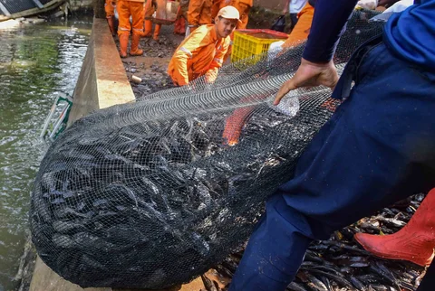Petugas Penanganan Prasarana dan Sarana Umum (PPSU)  mengangkat jaring ikan sapu-sapu di kawasan Setu Babakan, Jakarta Selatan, Jumat (17/04/2026