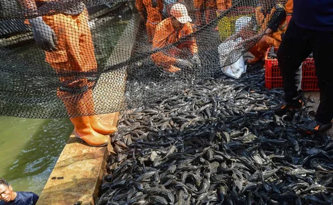 Petugas Penanganan Prasarana dan Sarana Umum (PPSU)  mengangkat ikan sapu-sapu di kawasan Setu Babakan, Jakarta Selatan, Jumat (17/04/2026
