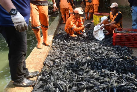 Petugas Penanganan Prasarana dan Sarana Umum (PPSU)  mengangkat ikan sapu-sapu di kawasan Setu Babakan, Jakarta Selatan, Jumat (17/04/2026