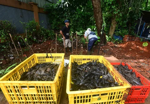 Petugas Sudin Ketahanan Pangan, Kelautan dan Pertanian Jakarta Selatan mengubur ikan sapu-sapu di kawasan Setu Babakan, Jakarta Selatan, Jumat (17/04/2026).