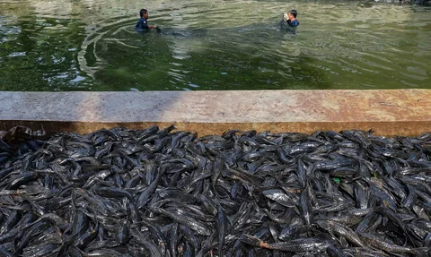 Petugas Sudin Ketahanan Pangan, Kelautan dan Pertanian Jakarta Selatan menangkap ikan sapu-sapu di kawasan Setu Babakan, Jakarta Selatan, Jumat (17/04/2026).