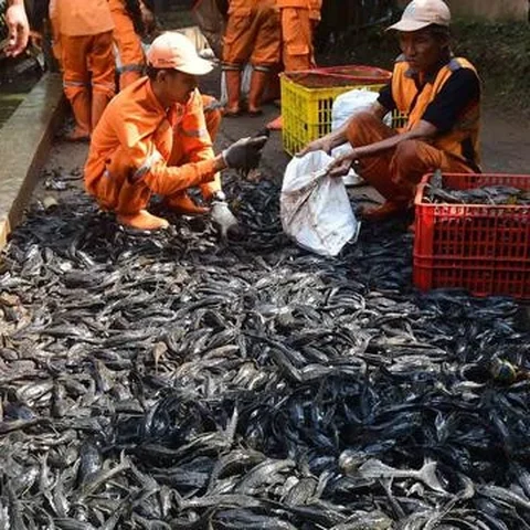 Petugas Sudin Ketahanan Pangan, Kelautan dan Pertanian Jakarta Selatan menangkap ikan sapu-sapu di kawasan Setu Babakan. (merdeka.com/Arie Basuki)
