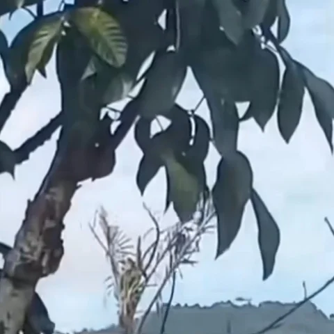 Viral Rekaman Terakhir Kali Helikopter PK-CFX sebelum jatuh