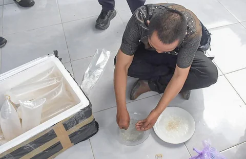 Barang bukti benih lobster ilegal di Lanal Cilacap, Jawa Tengah, Minggu  (19/04/2026).