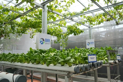BRI Berdayakan Perempuan Lewat Urban Farming Program BRInita