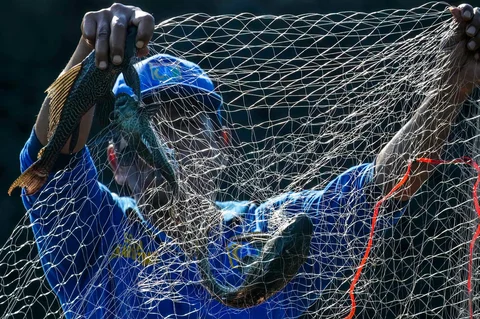 Petugas Sudin Sumber Daya Air menangkap ikan sapu-sapu di Waduk Kaja, Ciracas, Jakarta Timur, Jumat (24/04/2026).