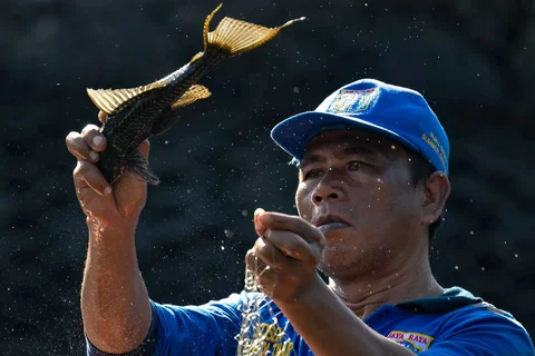 Petugas Sudin Sumber Daya Air menangkap ikan sapu-sapu di Waduk Kaja, Ciracas, Jakarta Timur, Jumat (24/04/2026).