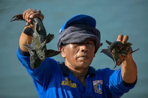 Petugas Sudin Sumber Daya Air menangkap ikan sapu-sapu di Waduk Kaja, Ciracas, Jakarta Timur, Jumat (24/04/2026).