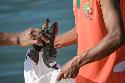 Petugas Sudin Sumber Daya Air menangkap ikan sapu-sapu di Waduk Kaja, Ciracas, Jakarta Timur, Jumat (24/04/2026).