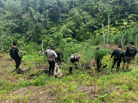 Petugas Polda Sumatera Selatan membongkar ladang Ganja seluas 20 hektar di Empat Lawang, Sumatera Selatan, Jumat (24/04/2026).