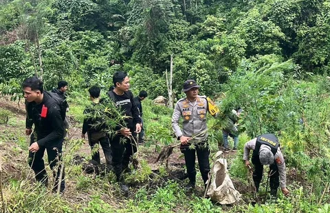 Petugas Polda Sumatera Selatan membongkar ladang Ganja seluas 20 hektar di Empat Lawang, Sumatera Selatan, Jumat (24/04/2026).
