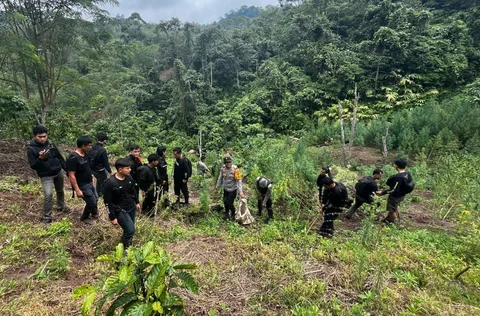Petugas Polda Sumatera Selatan membongkar ladang Ganja seluas 20 hektar di Empat Lawang, Sumatera Selatan, Jumat (24/04/2026).