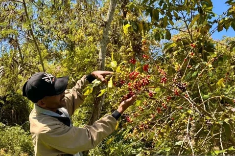 Pemerintah Kabupaten Bener Meriah berupaya keras membuka kembali Akses Jalan Perkebunan yang tertutup pascabencana, terutama saat puncak panen kopi, namun terkendala pendanaan.