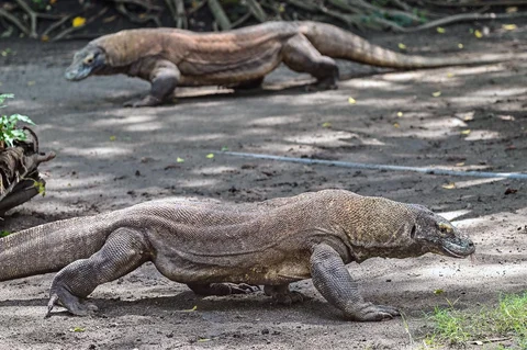 Komodo terlihat di dalam kandang di Kebun Binatang Surabaya di Surabaya, Rabu (29/04/2026).