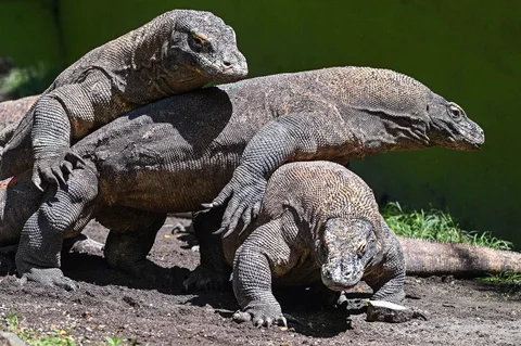 Komodo terlihat di dalam kandang di Kebun Binatang Surabaya di Surabaya, Rabu (29/04/2026).