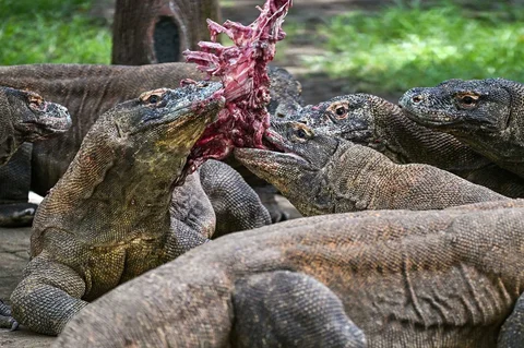 Komodo terlihat diberi makan  dalam kandang di Kebun Binatang Surabaya di Surabaya, Rabu (29/04/2026).