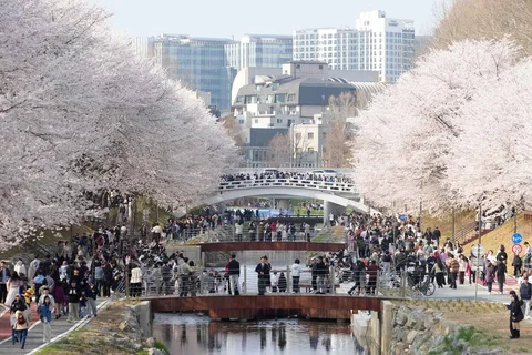 Orang-orang menyaksikan bunga sakura yang mekar penuh di sebuah taman di Seoul, Korea Selatan, Sabtu (04/04/2026).
