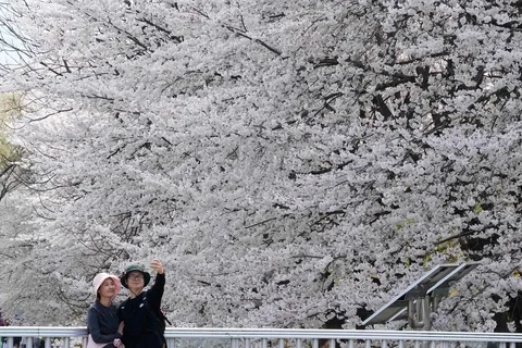 Orang-orang menyaksikan bunga sakura yang mekar penuh di sebuah taman di Seoul, Korea Selatan, Sabtu (04/04/2026).