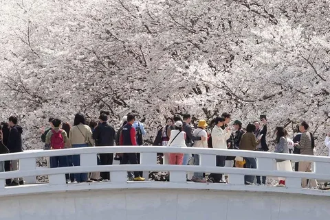 Orang-orang menyaksikan bunga sakura yang mekar penuh di sebuah taman di Seoul, Korea Selatan, Sabtu (04/04/2026).